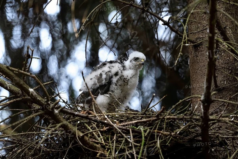 Eurasian Sparrowhawk (Accipiter nisus) juvenile in nest, North Rhine-Westphalia, Germany