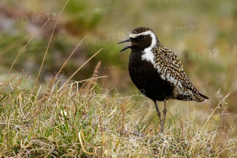 Pacific Golden Plover (Pluvialis fulva) perched on the tundra in Nome, Alaska