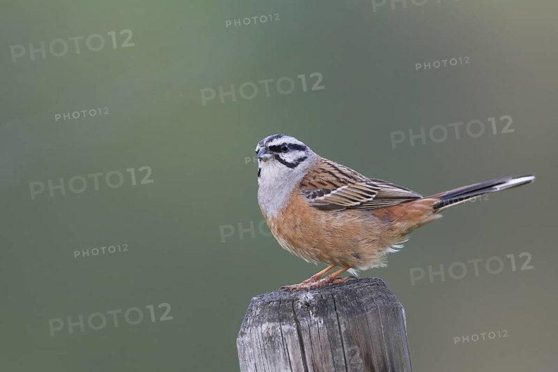 Rock Bunting -Zippammer - Emberiza cia ssp. cia, Germany, adult male