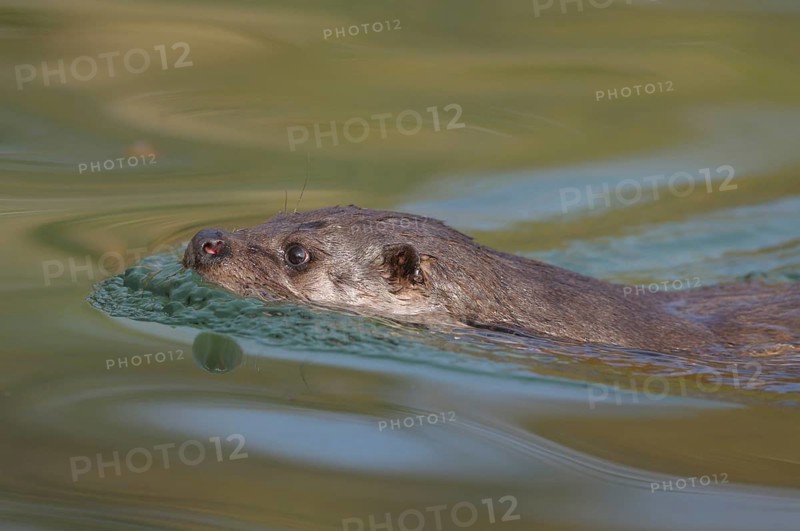 An otter glides calmly through the greenish shimmering water, Otter (Lutra lutra), Bavaria