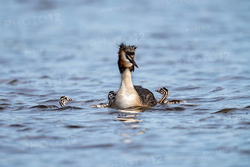 Great Crested Grebe (Podiceps Scalloped ribbonfish), with chicks, Vulkaneifel, Rhineland-Palatinate, Germany