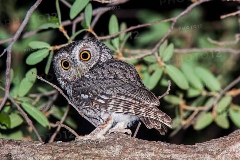 Whiskered Screech-Owl Otus trichopsis Madera Canyon, Santa Cruz County, Arizona, United States 17 May Adult Strigidae