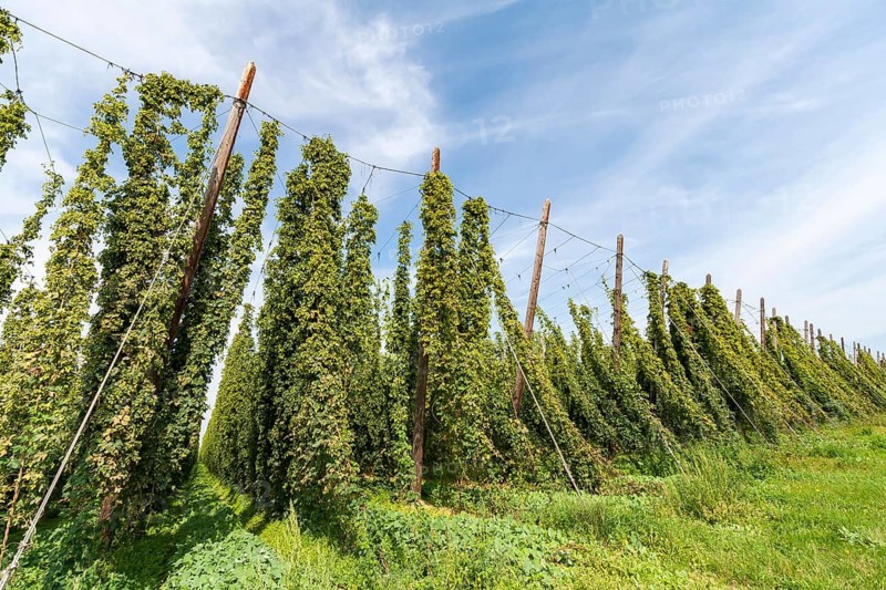 Hop field, hops (Humulus), Alsace, France
