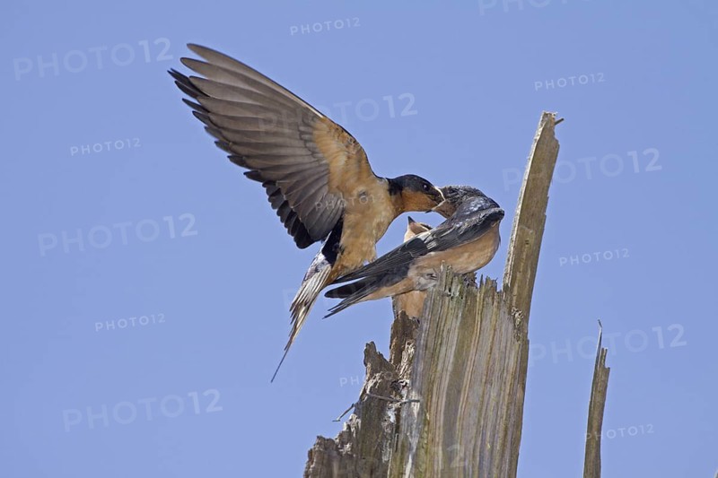 Barn Swallow (Hirundo rustica) feeding young, Washington, USA