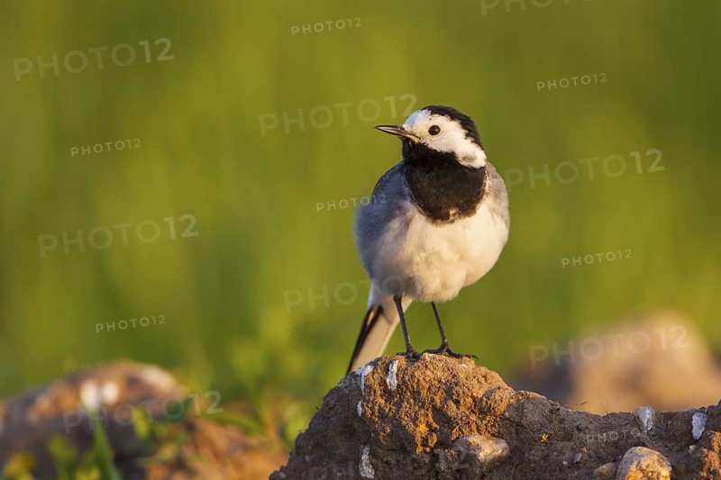 White Wagtail (Motacilla alba), North Rhine-Westphalia, Germany