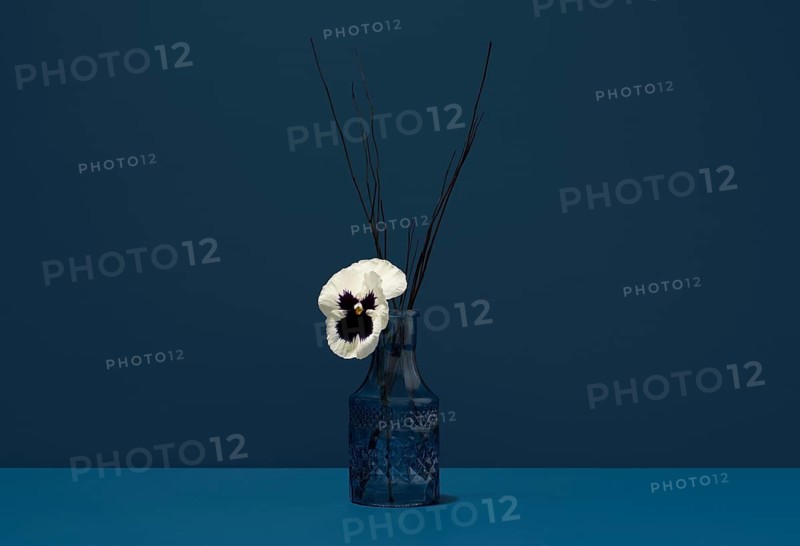 A single white pansy, known scientifically as Viola tricolor, displayed in a textured blue glass vase against a cohesive blue background, accompanied by sparse twigs