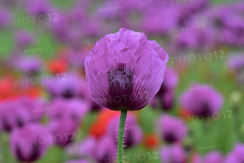 Field with poppies, red poppy (Papaver somniferum) and pink poppy, Bavaria, Germany