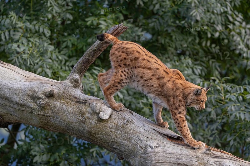 One Eurasian lynx, (Lynx lynx), walking down a fallen tree. Side view with green vegetation in the background