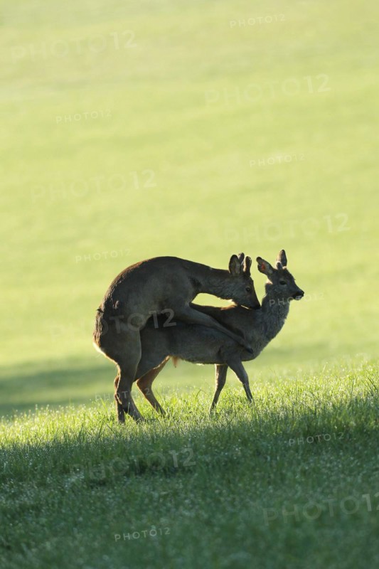 European roe deer (Capreolus capreolus) fawn in velvet and winter coat playfully mounting another fawn with spikes of different lengths, Allgäu, Bavaria, Germany