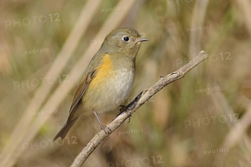 Red-flanked Bluetail (Tarsiger cyanurus), Poyang Lake, China