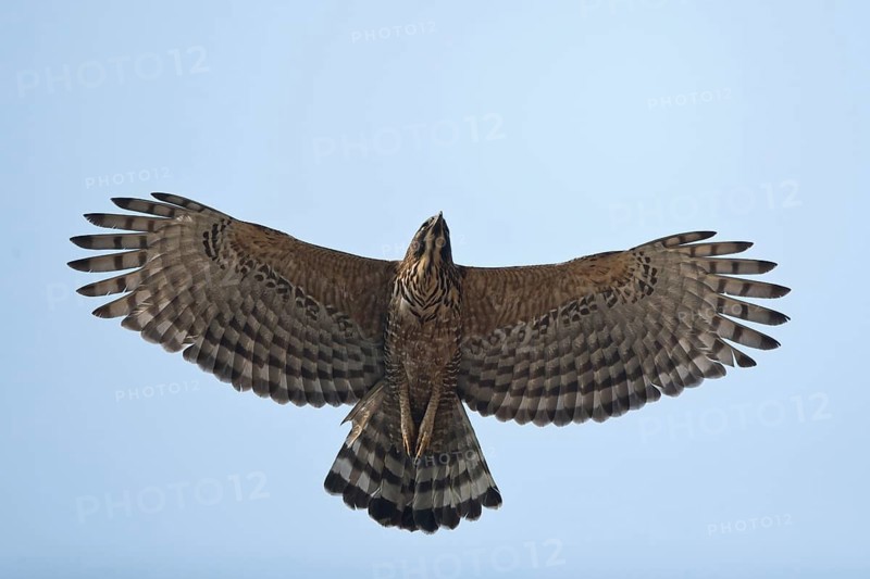 Mountain Hawk-Eagle (Nisaetus nipalensis nipalensis) flying, Punakha, Bhutan