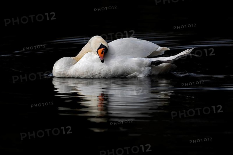Mute Swan (Cygnus olor), Baden-Wuerttemberg, Germany