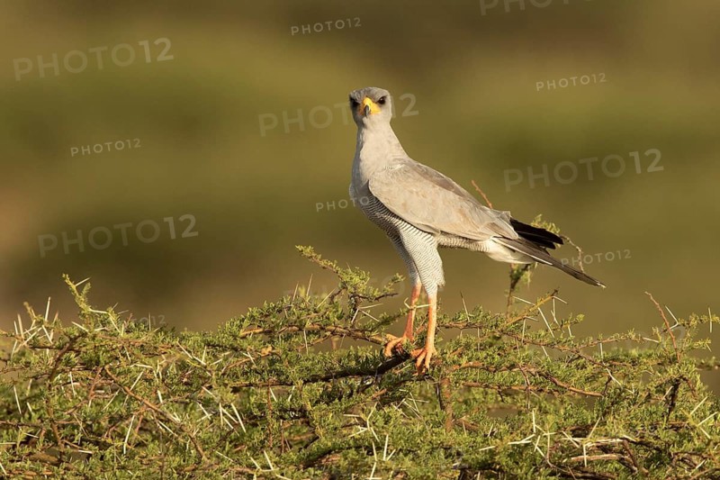 Dark Chanting Goshawk (Melierax metabates), Samburu, Kenya