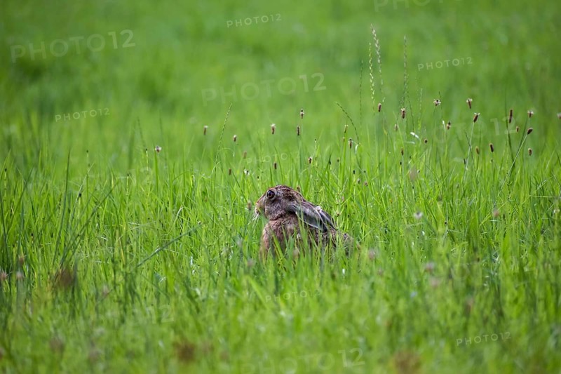 European hare (Lepus europaeus) in a meadow, Chiemgau, Bavaria, Germany