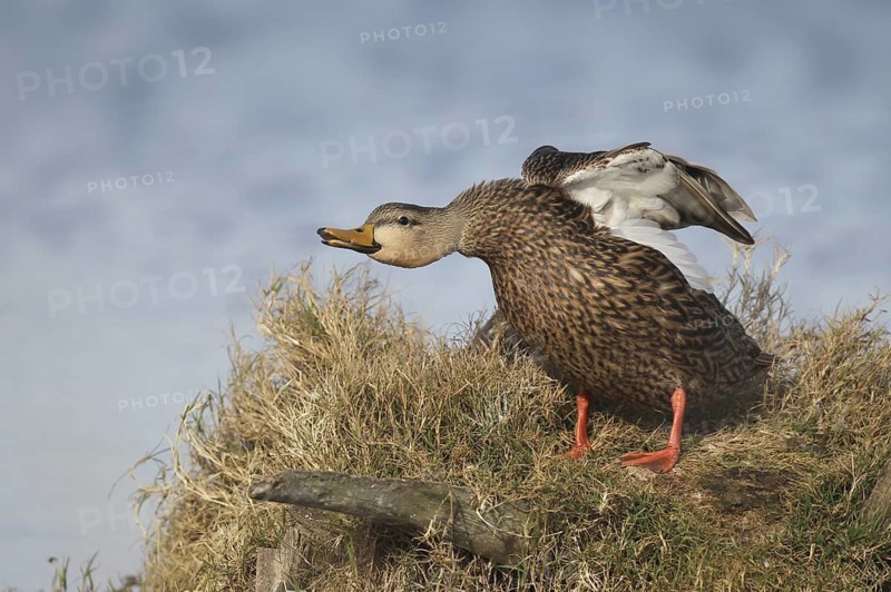 Mottled Duck (Anas fulvigula), Florida, USA