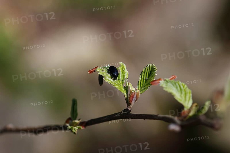 Agelastica alni (Agelastica alni), on leaf, North Rhine-Westphalia, Germany