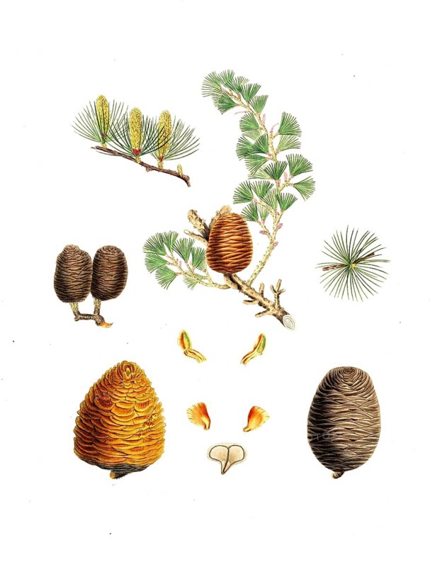 Himalayan cedar, Pinus deodara, Indian cedar, tree, digitally enhanced reproduction of an original by Aylmer Bourke Lambert (1761 - 1842), English botanist, published around 1810