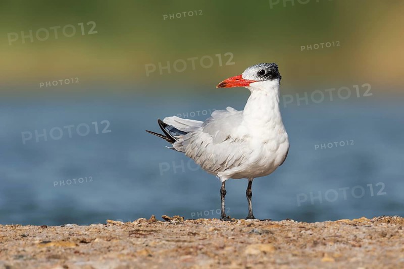 Caspian Tern (Hydroprogne caspia), Eilat, Israel