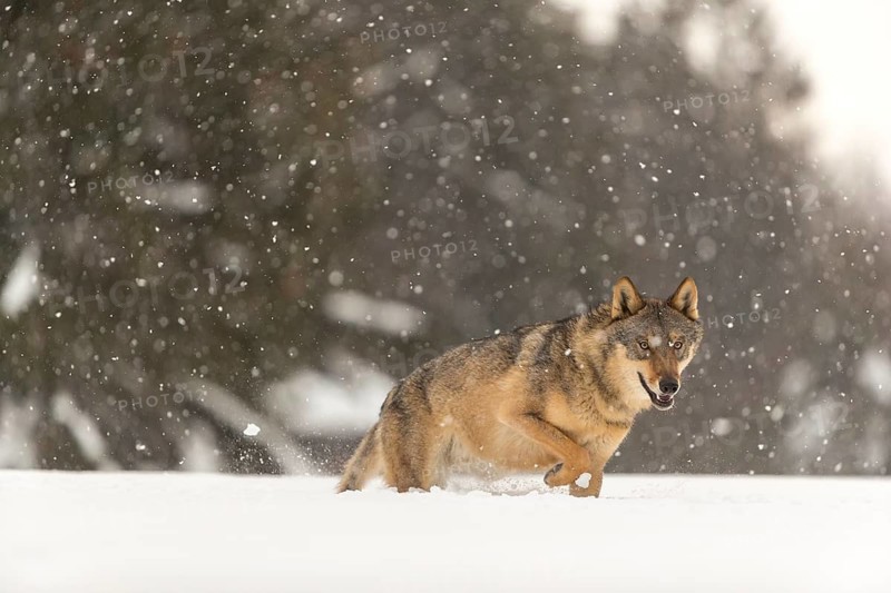One male eurasian gray wolf (Canis lupus lupus) running thru deep snow during snow fall. A forest in the background