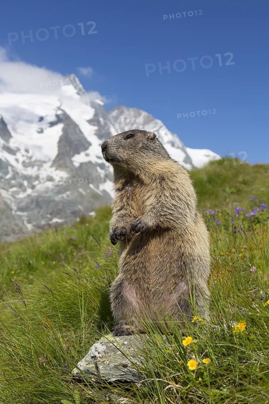 Alpine marmot (Marmota marmota) standing in front of the snow covered mountain Grossglockner, Hohe Tauern National Park, Carinthia, Austria