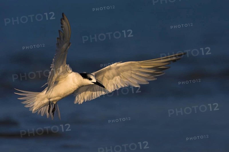 Sandwich Tern (Thalasseus sandvicensis) flying, Florida, USA