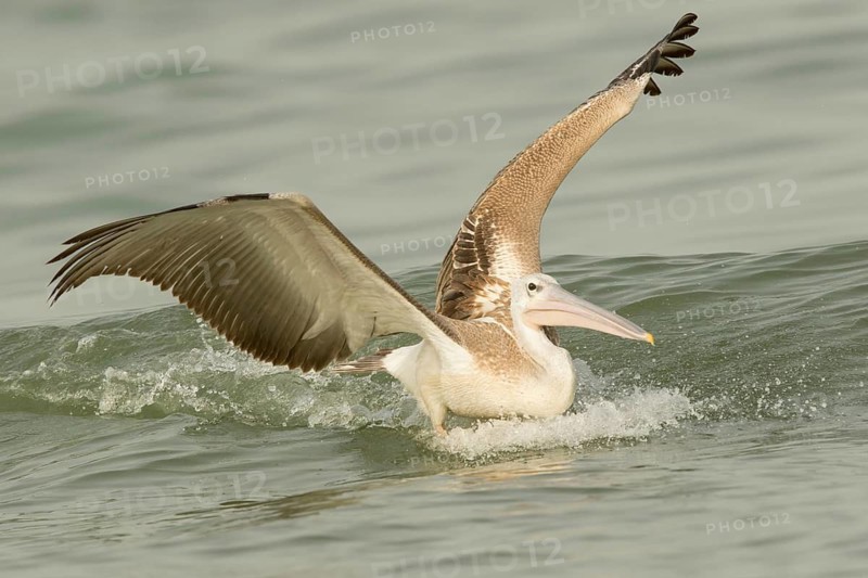 Pink-backed Pelican (Pelecanus rufescens) juvenile landing, Gambia