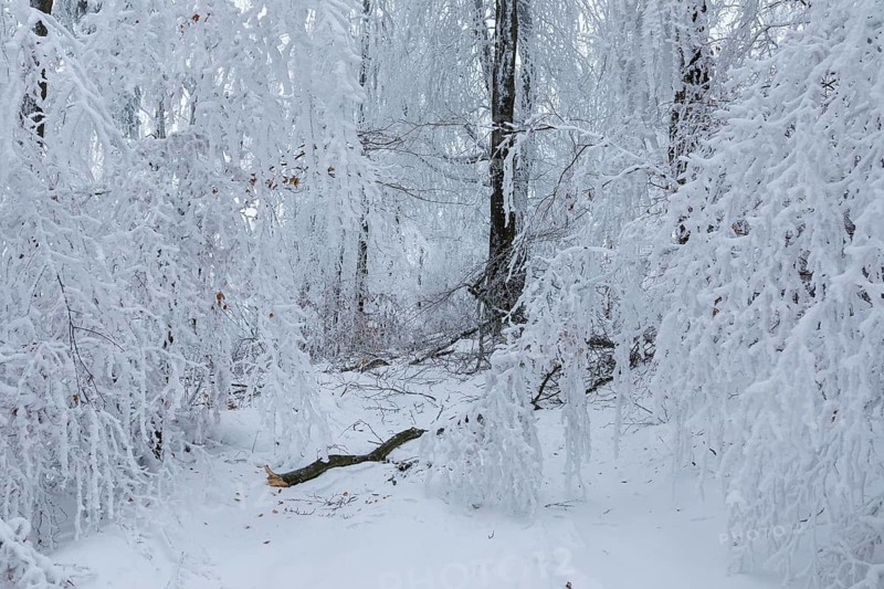 Forest path leads through trees thickly covered with snow and hoarfrost at Czorneboh, branches just fallen due to snowfall, Upper Lusatia, Saxony, Germany