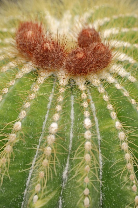 Cactus (Parodia magnifica, Notocactus magnificus), native to Brazil