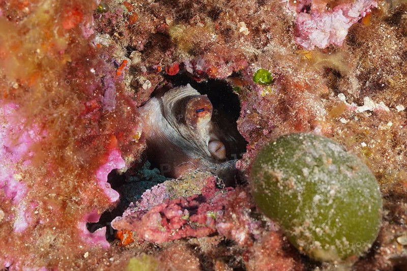 A Common Octopus (Octopus vulgaris) is hiding in a small hole in a colourful reef, at the Giens Peninsula dive site, Hyères, Porquerolles, Provence, Côte d'Azur, Mediterranean Sea, France