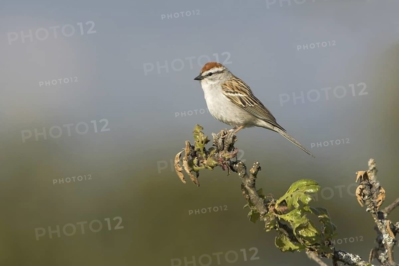 Chipping Sparrow (Spizella passerina), British Columbia, Canada