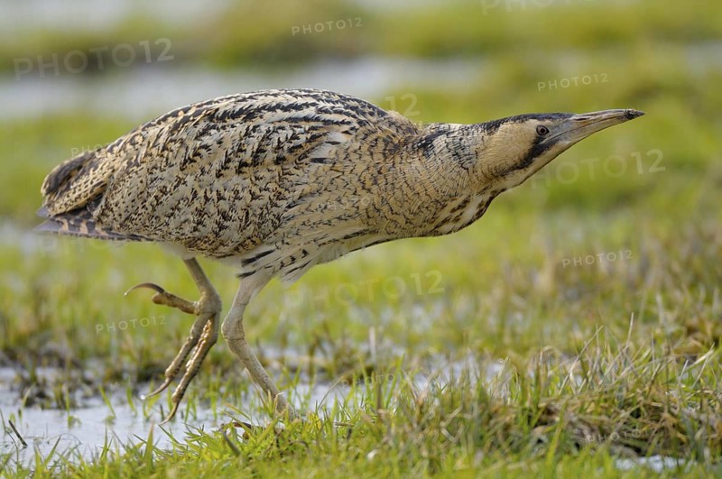 Rohrdommel (Botaurus stellaris), Bittern, Altvogel im Winter, laufend, Februar, Muenster, Nordrhein-Westfalen, Deutschland