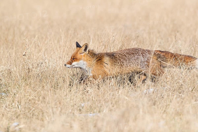 One red fox, Vulpes vulpes, running over a meadow with tall dry grass on a sunny day