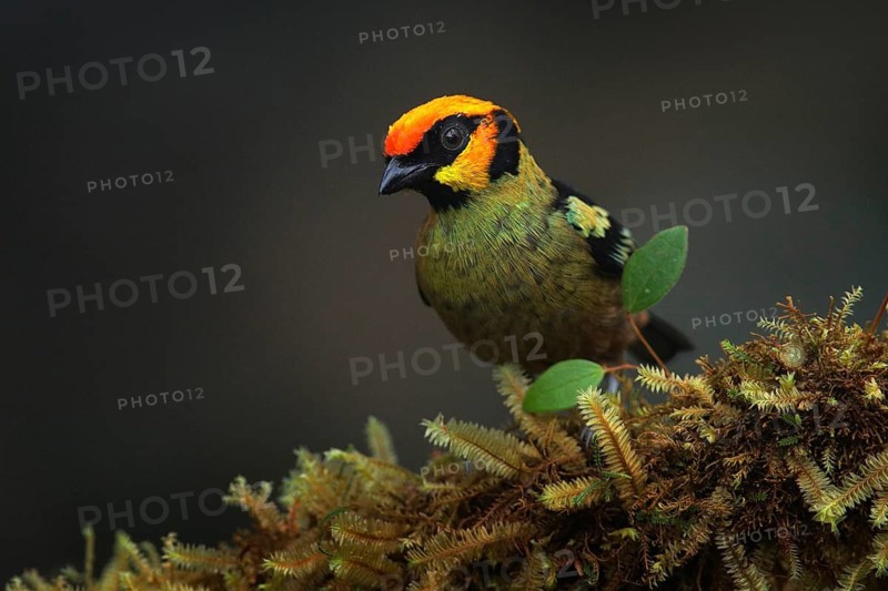 Flame-faced tanager, Tangara parzudakii, sitting on beautiful mossy branch. Bird from Mindo, Ecuador. Birdwatching in South America. Animal in the green forest