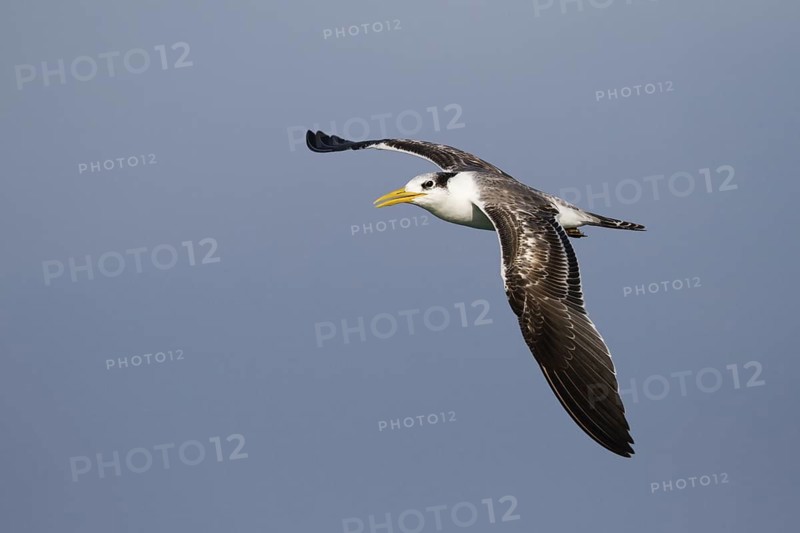 Greater Crested Tern (Thalasseus bergii) flying, Oman