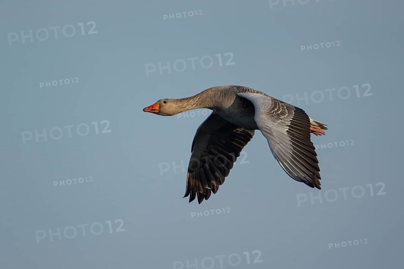 Greylag goose (Anser anser) adult bird in flight, England, United Kingdom