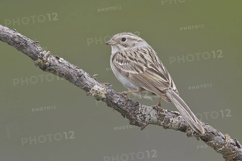 Brewer's Sparrow (Spizella breweri), British Columbia, Canada