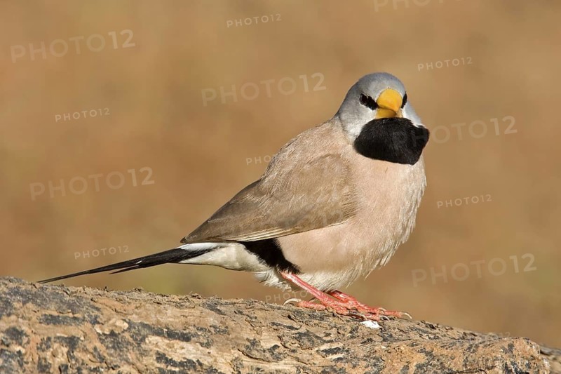 Long-tailed Finch (Poephila acuticauda), Kimberley, Western Australia, Australia