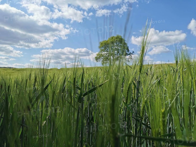 Green field full of barley (hordeum vulgare) and single tree under a blue sky, hiking on the Rennsteig, Thuringian Forest nature park Park