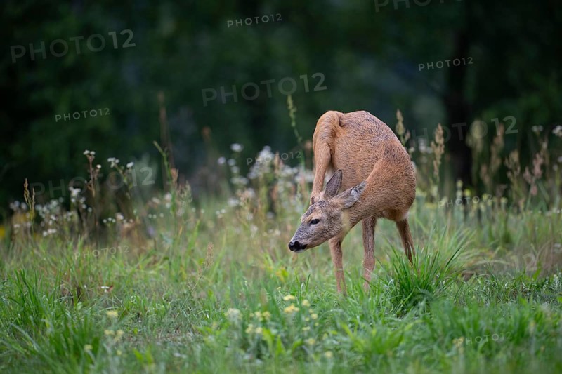 Roe deer (Capreolus capreolus) in a forest clearing, Tyrol, Austria