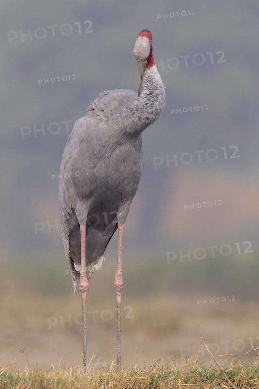 Sarus Crane (Antigone antigone), Keoladeo National Park, India