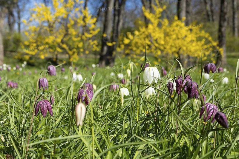 Snake's Head Fritillary (Fritillaria meleagris) in bloom, Dresden, Saxony, Germany