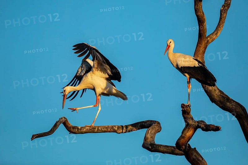 White Stork (Ciconia ciconia), North Rhine-Westphalia, Germany