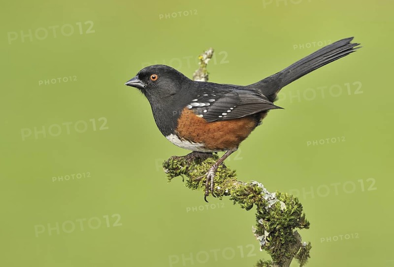 Spotted Towhee (Pipilo maculatus), British Columbia, Canada