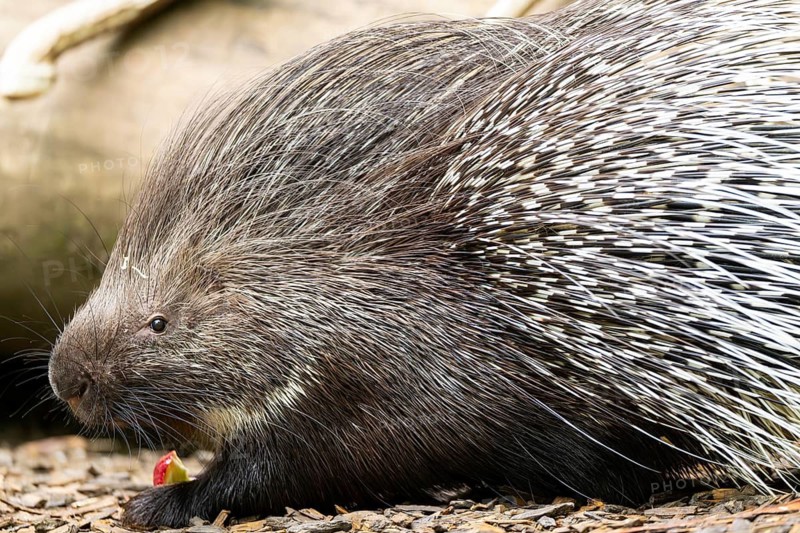 Old World porcupines (Hystrix cristata), Germany