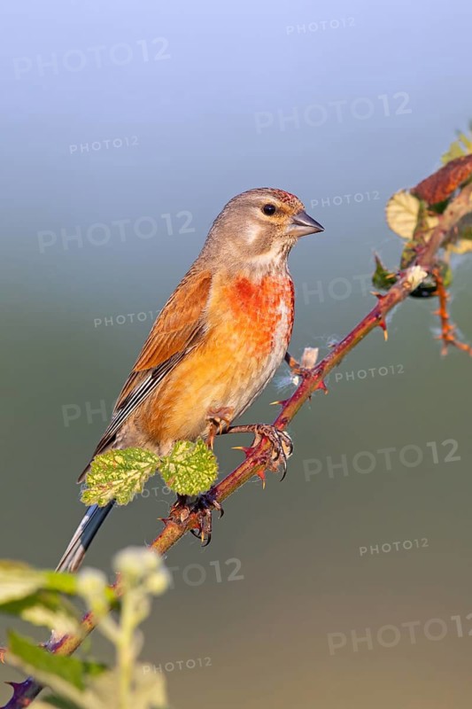 Linnet, Common Linnet, Eurasian Linnet, (Carduelis cannabin), (Acanthis cannabina), Linotte mÈlodieuse, Pardillo Com?n