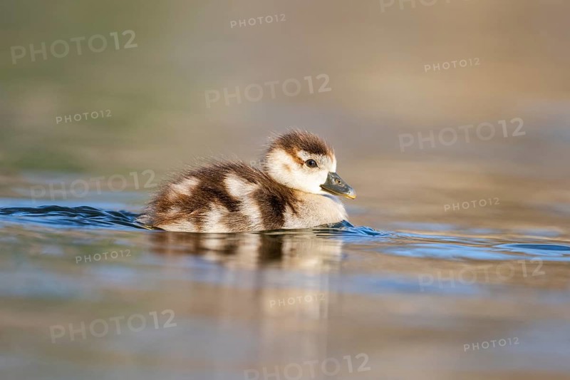 Egyptian goose (Alopochen aegyptiaca) chicks swimming on a lake, Bavaria, Germany
