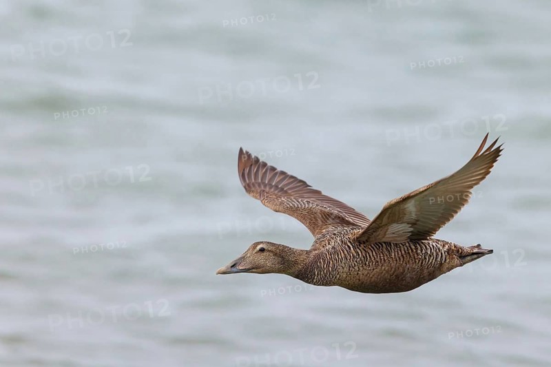 Common eider (Somateria mollissima), duck, female, lateral flight view, Longyearbyen, Svalbard Spitsbergen, Norway