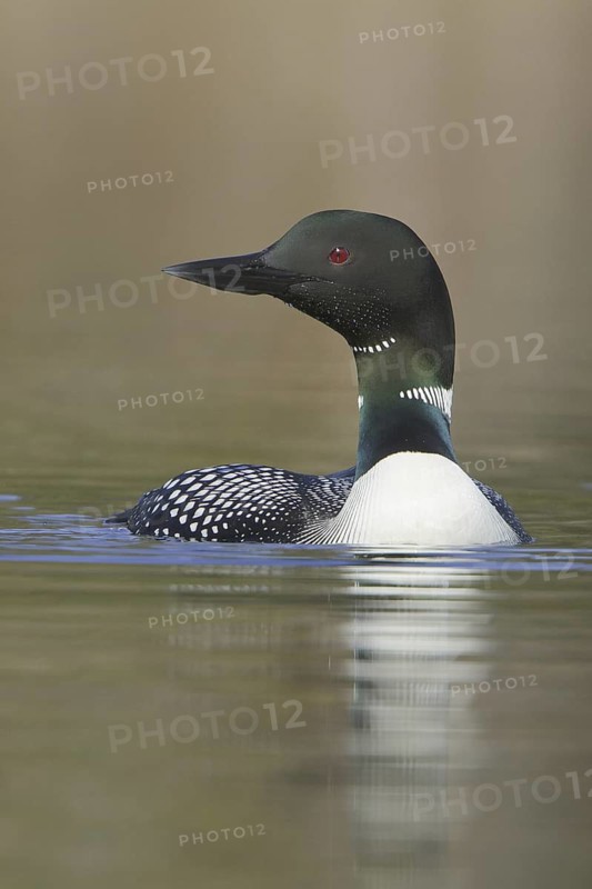 Great Northern Loon (Gavia immer), British Columbia, Canada