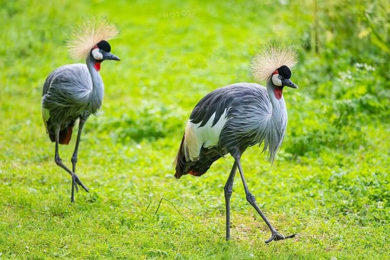Black crowned crane (Balearica pavonina) walking on a meadow, Bavaria, Germany