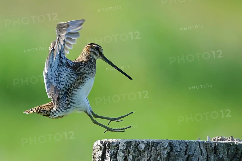 Common Snipe (Gallinago gallinago), Lower Saxony, Germany